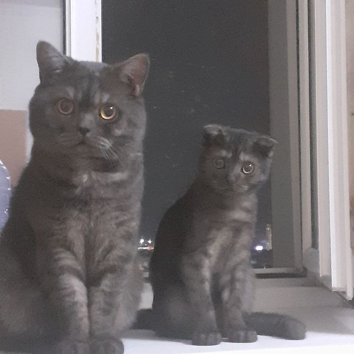 Вязка шотландского веслоухого мальчика