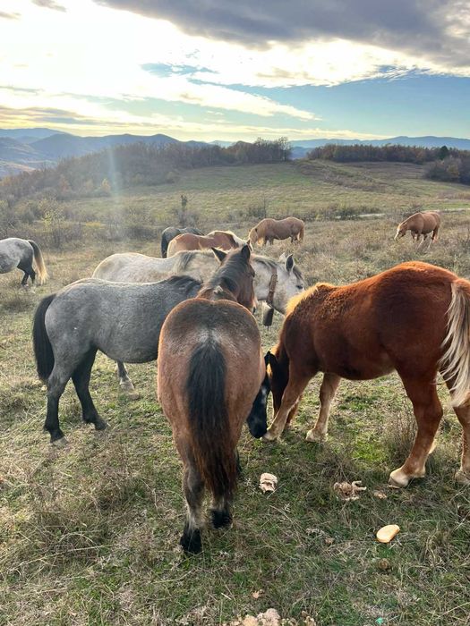 Продавам мъжки кончета