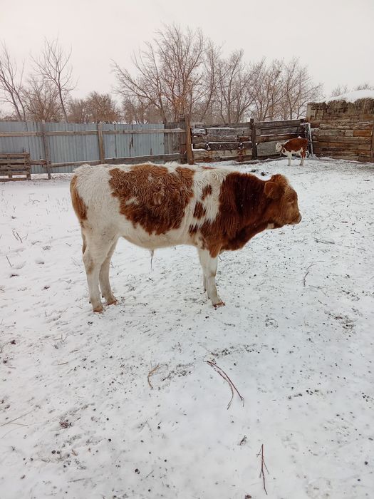 Быр жас бука сатилады