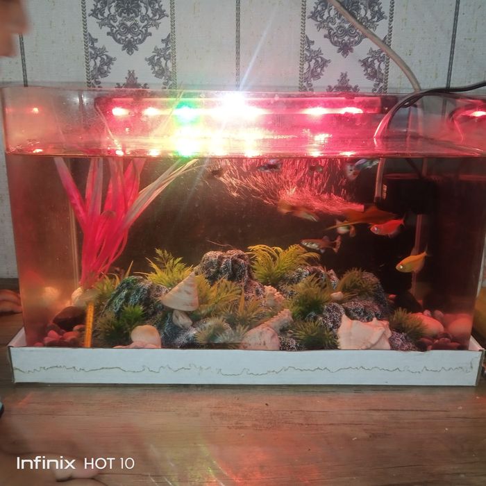 Akvariyum sotiladi 20 litrli yengi hitoyiki hamma narsasi bilan