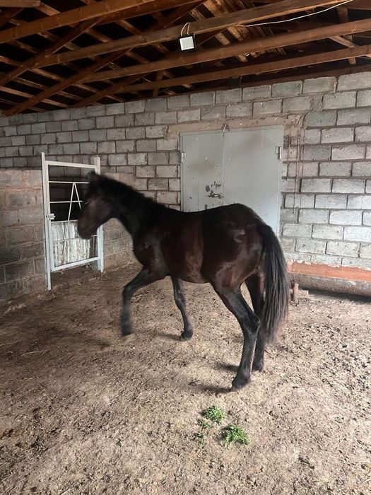 Продам лошадей, баранов.