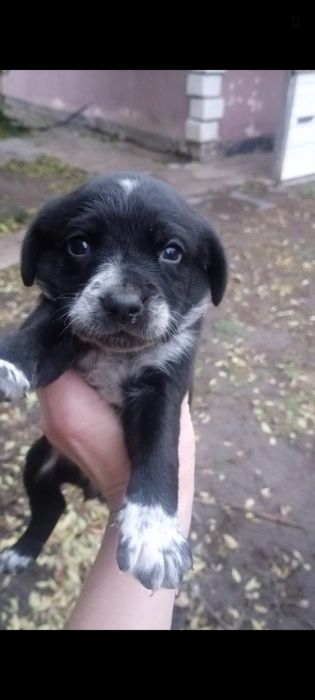 Отдам щенков  спаниель