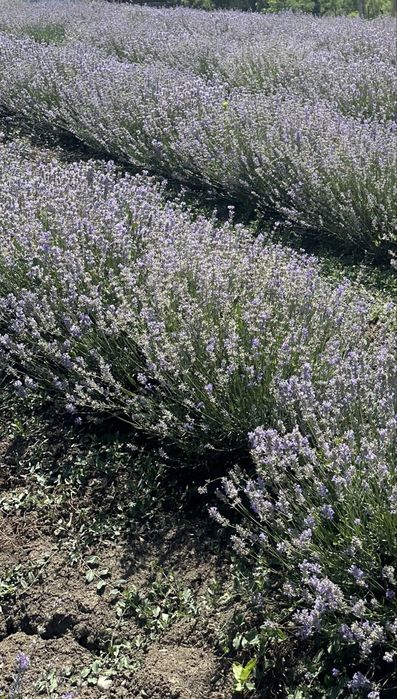 Tufe lavanda an 3