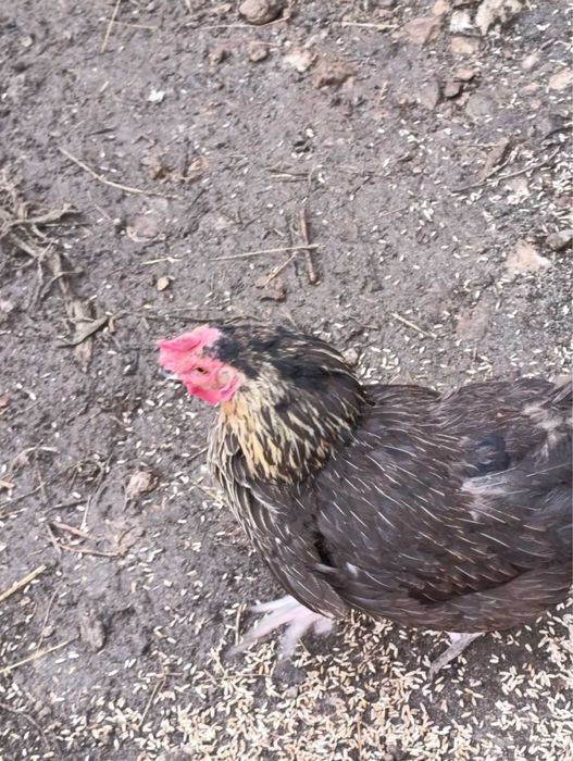 Продавям кокошки