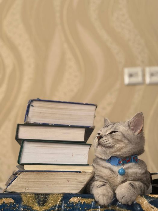 Vyaskaga skotish strayt mushuk tekinga qilamiz