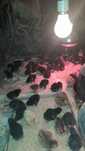Pui de gaina australorp