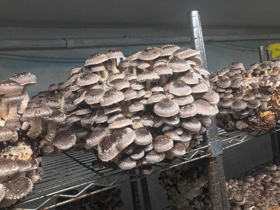Ciuperci shiitake
