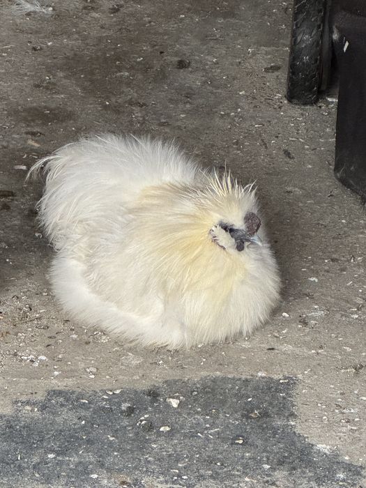 Pereche gaini matase japoneza