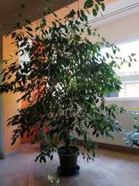 Vand Ficus natural