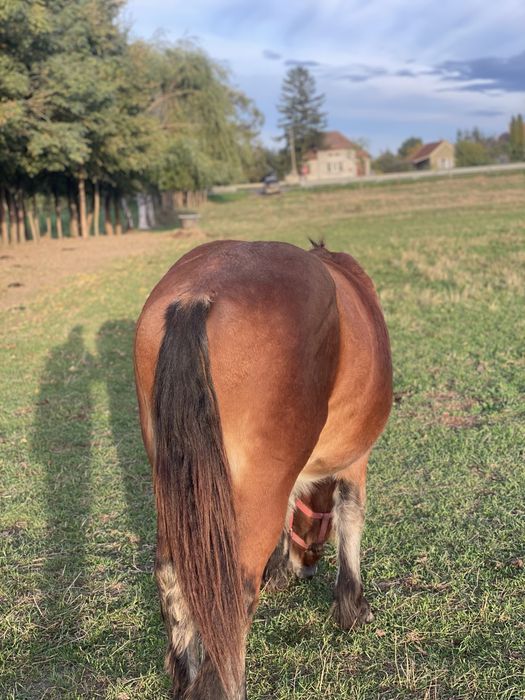 Vand manz de 1 an jumate