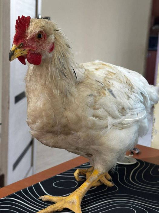 3 айлық дамашни тауктар сатлат