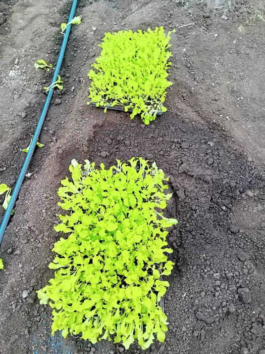 Salata creata 4000 fire