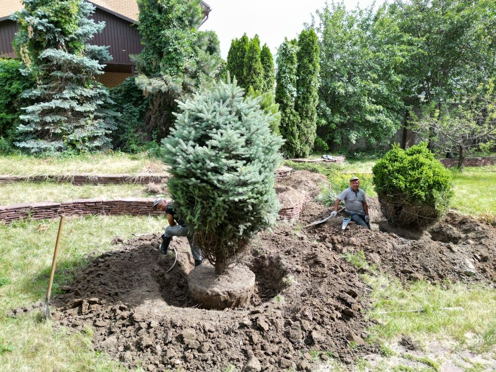 Пересадка деревьев профессионально  и качественно