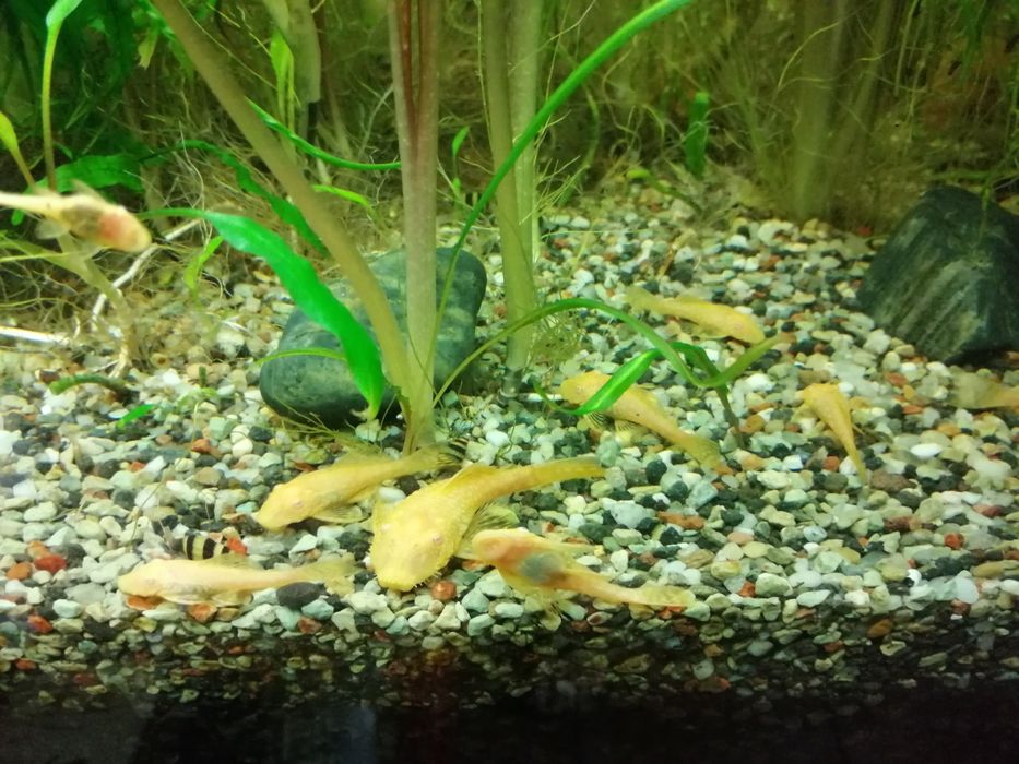 Pesti de acvariu Ancistrus albino