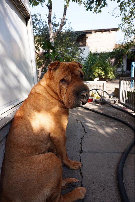 Самец шарпея ищет свою любовь