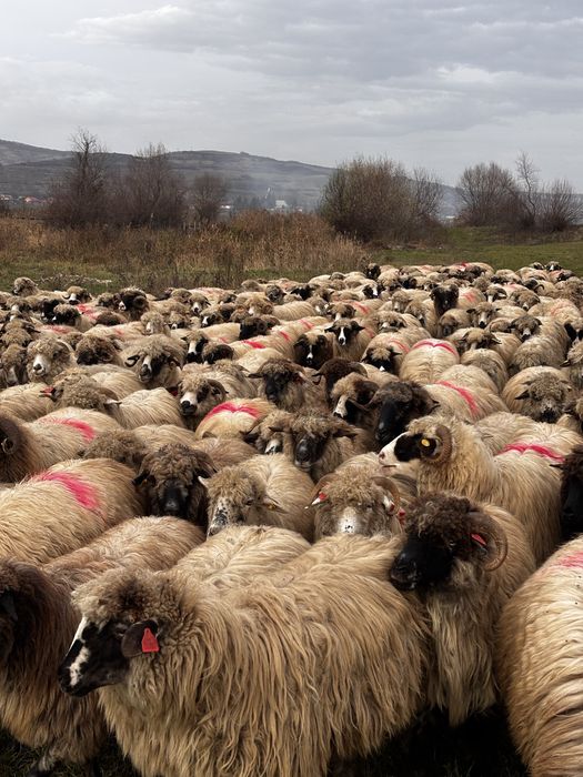 Anunti oi de vanzare