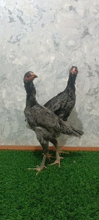 Kul makyonla sotiladi