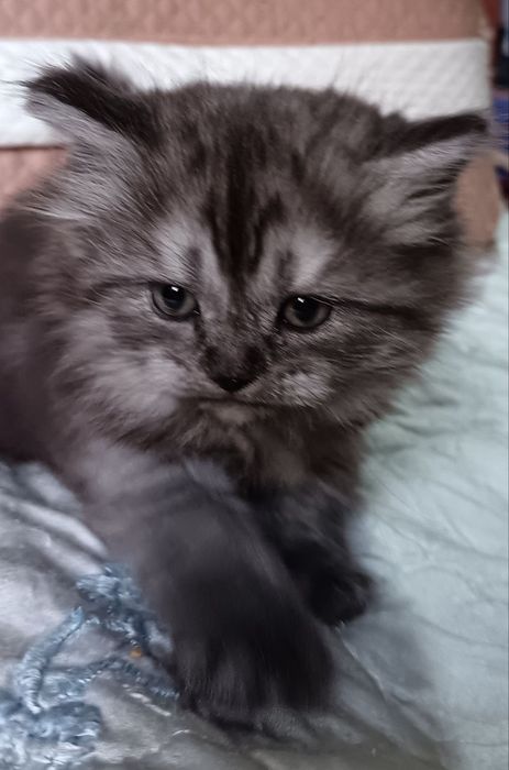 Скоттиш Фолд и Скоттиш Страйт