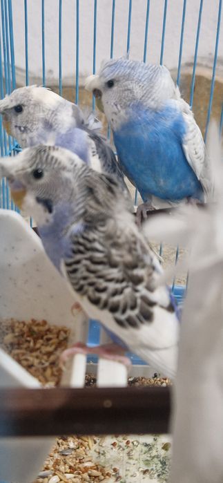 Perusi de vânzare si perusi hagoromo