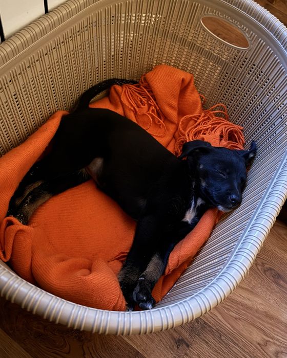 щенок, без породы, есть паспорт и все прививки