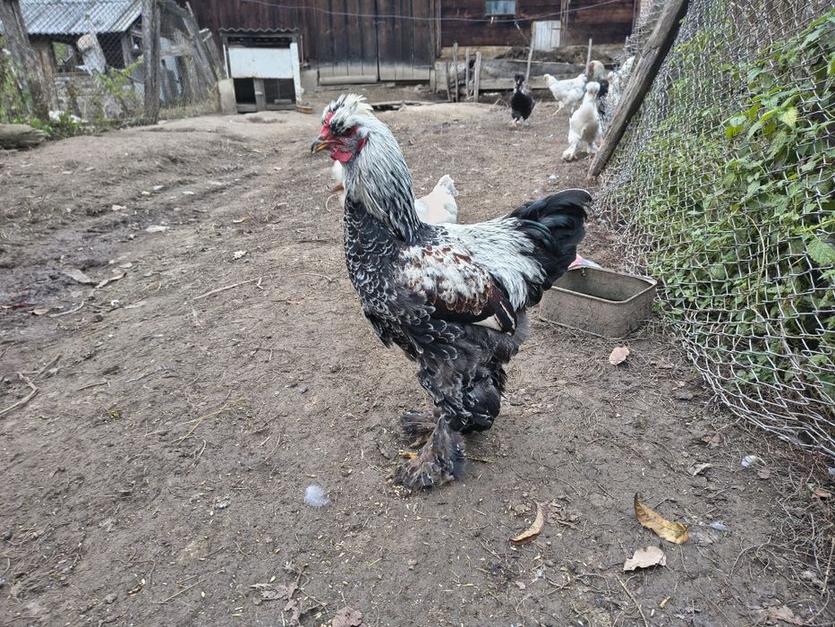 Vând cocoșel moțat bsi încălțat de cinci luni