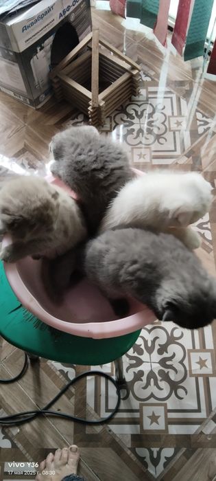Очаровательные Котята Скоттиш фолдики