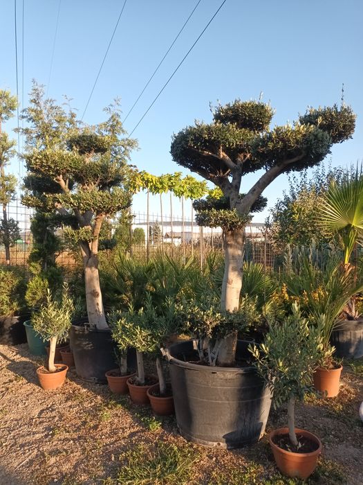 Plante ornamentale/ gard viu vesnic verde/ leylandii/ photinia/ prunus