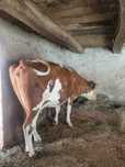 Vaca Bălăiță Românească
