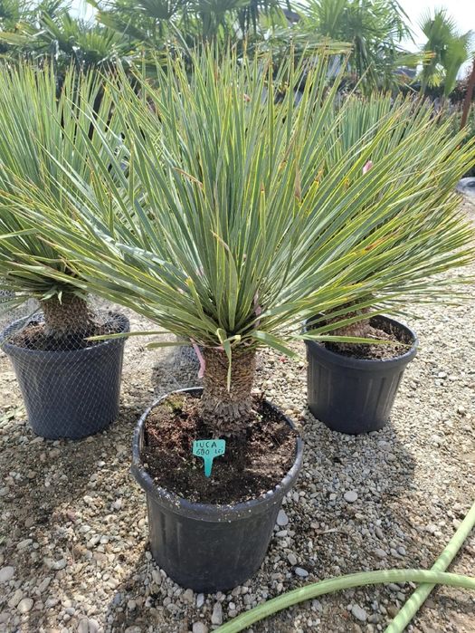 Vând plante ornamentale la preț redus