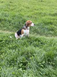 Beagle drăgălaș