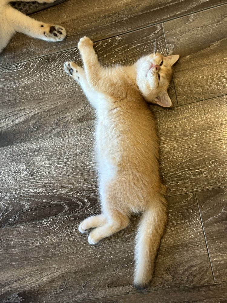 British shorthair golden shell, fetita !! FELISA AUTORIZATA !!!