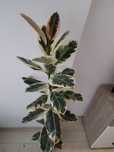 Vând ficus superb