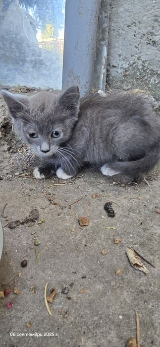Котенца търсят дом