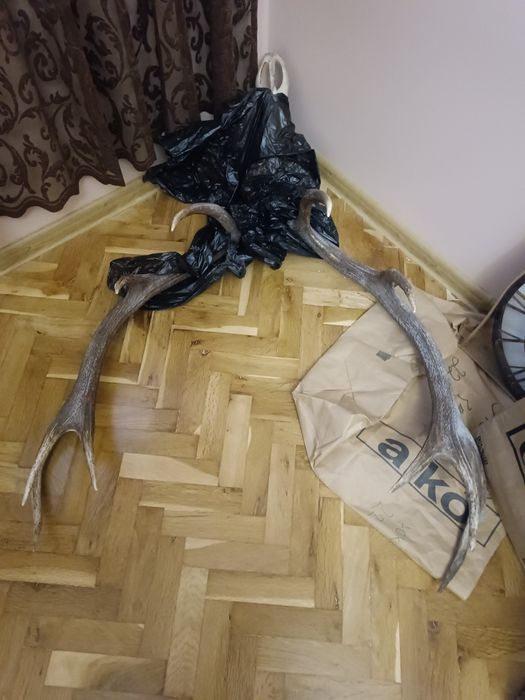 Еленски рога трофеи - 5 разклонения на рог