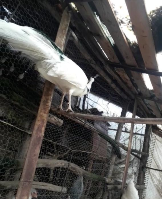 De vînzare păuni,rațe și turturele