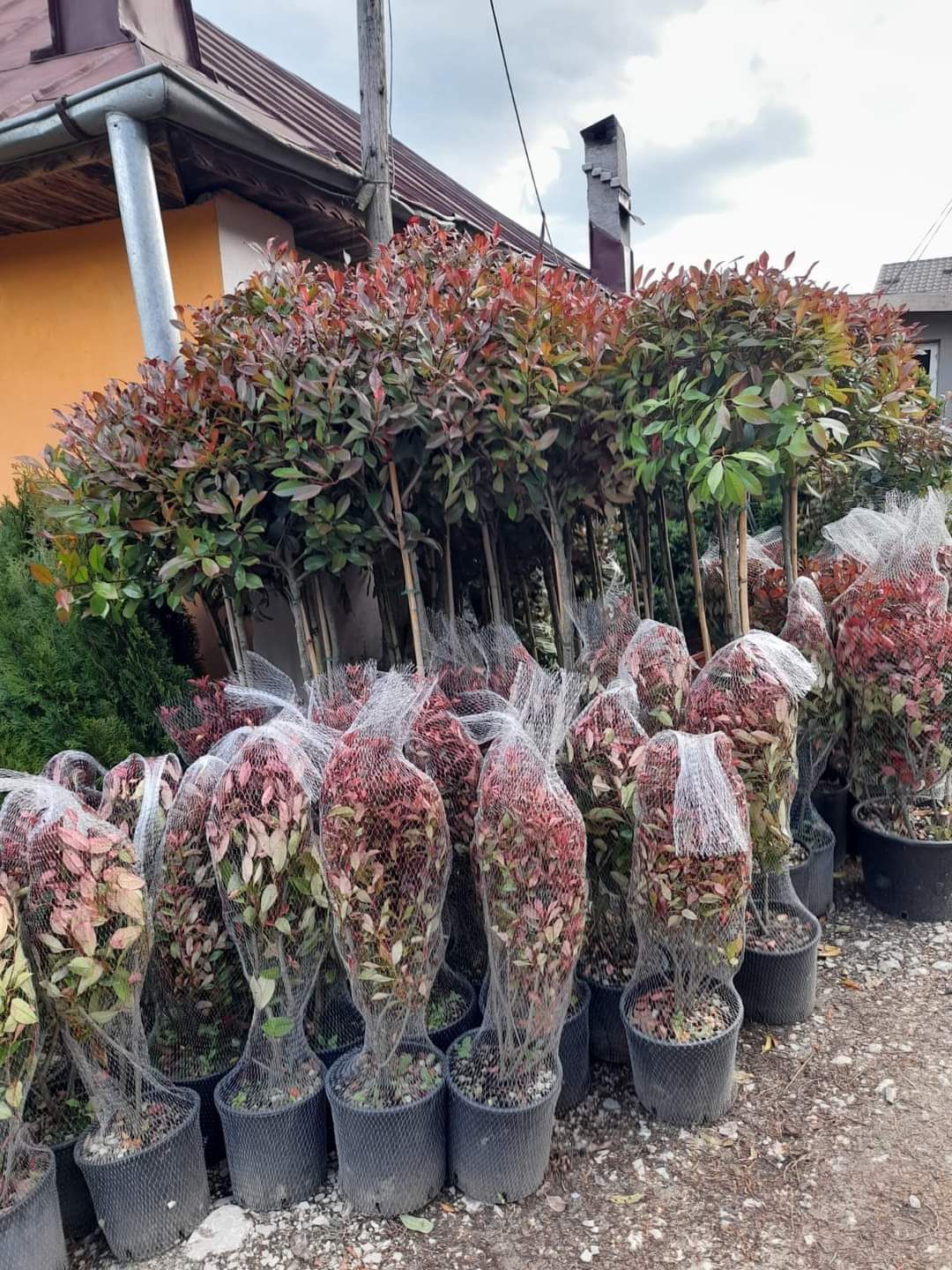 Plante ornamentale  vindem și  distribuitor în toată țara