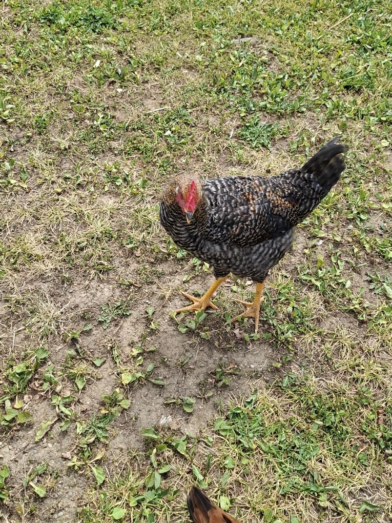 Cocoși rasă comună