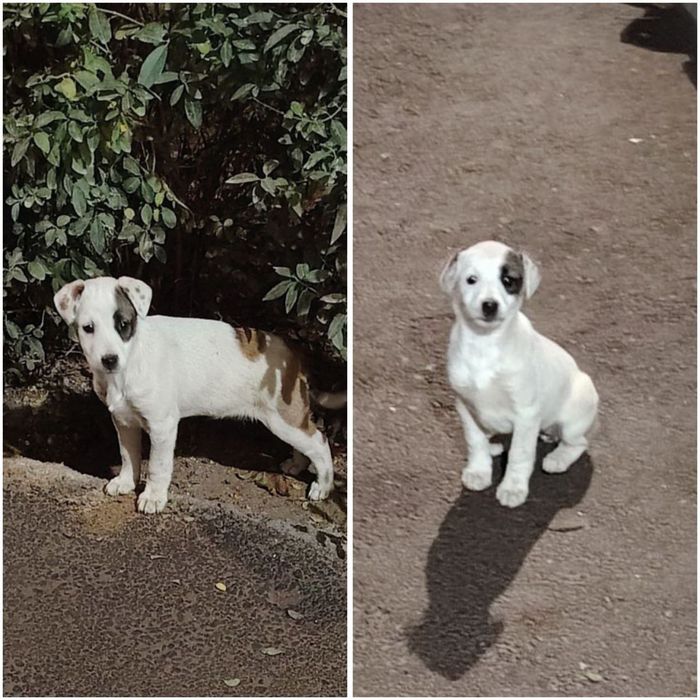 Девочки в добрые ответственные руки!