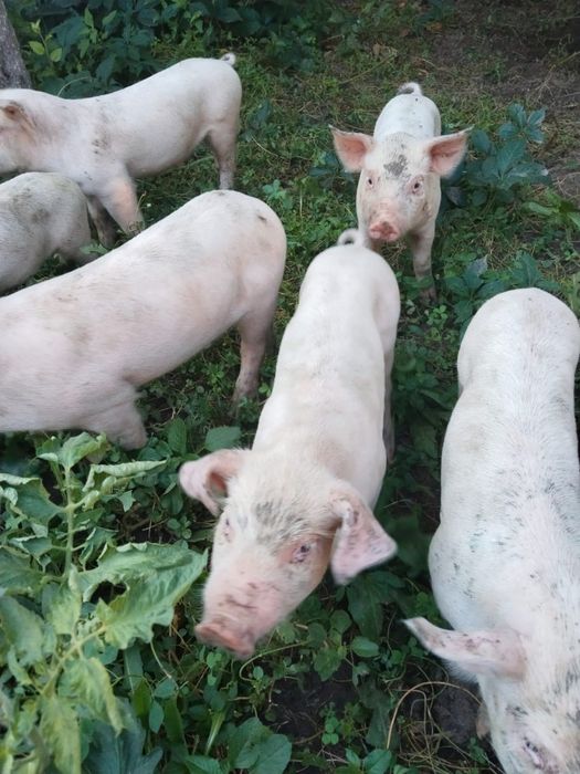Продам 1,5 месячных поросят