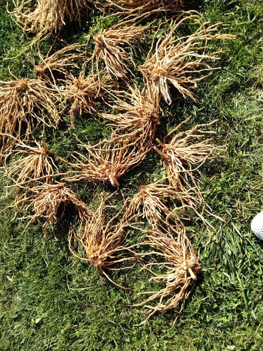 Radacini de sparanghel pe rod