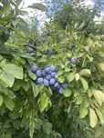 Vand prune CENTENAR