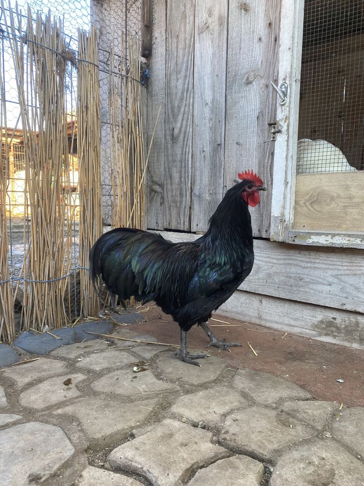 Cocos Australorp