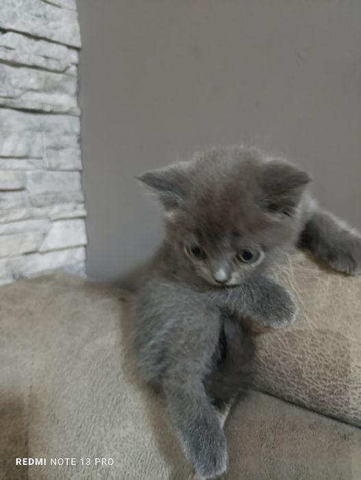 Котята британцы  и шотландцы