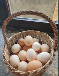 Продаем домашние яйца