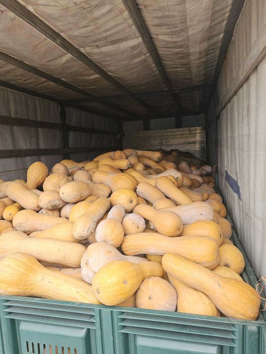 Тиква мускатна виола (цигулка)