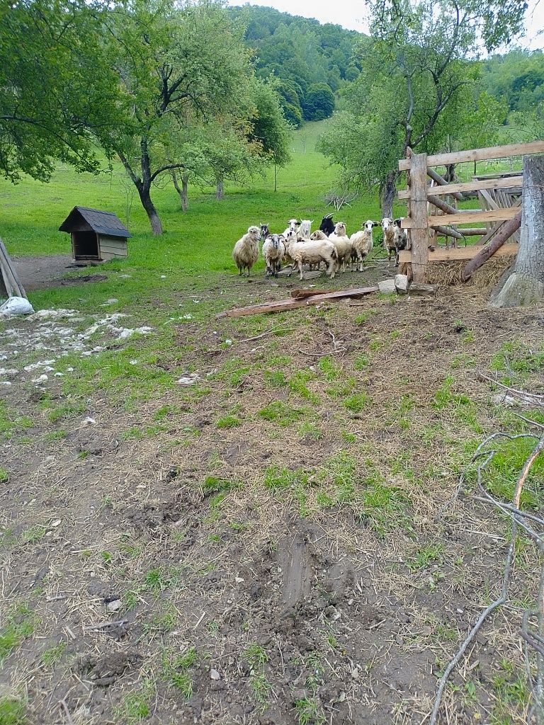 Oi,capre,berbeci,miei