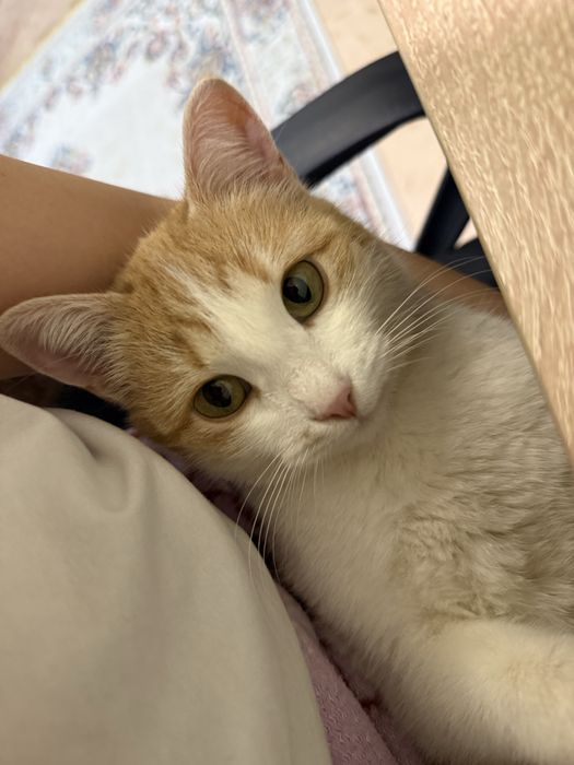 Ласковая кошка ищет дом