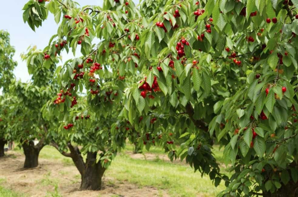 Саженцы плодовых деревьев чёрной черешни насыщает витаминами