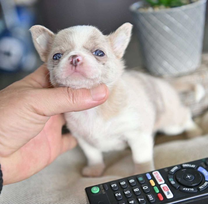 Женско мини чихуахуа лилаво мерле