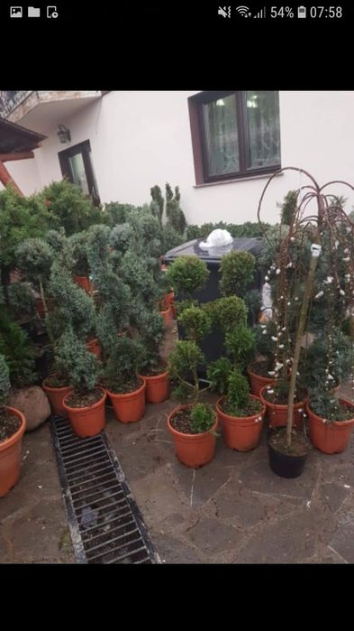Va oferim o gama foarte mare de plante ornamentale se ofera livrare